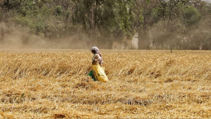 Featured image for "National agricultural commodity export grew by nearly 25% over $15.9 billion in 2019-20. This was driven by rice & wheat exports that touched record high of almost 20 MT in"