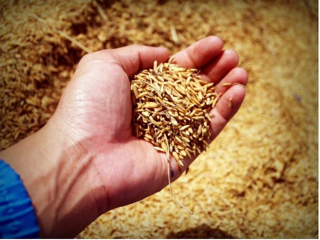 Featured image for "The Thai government is now working with private firms to select and promote new varieties of Thai rice for export, as the Thai rice export figure has been in decline"