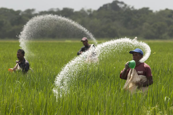 Featured image for "Development comes as India takes up the issue of EU’s lower cap on residue levels Pakistan has begun to face the problem of pesticide residues in its Basmati exports to"