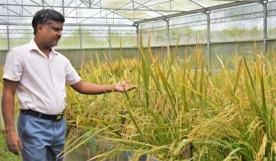Featured image for "MANILA (Reuters): The Philippines said on Wednesday (Aug 25) it has approved the commercial propagation of genetically modified Golden Rice after more than a decade of field tests that drew"