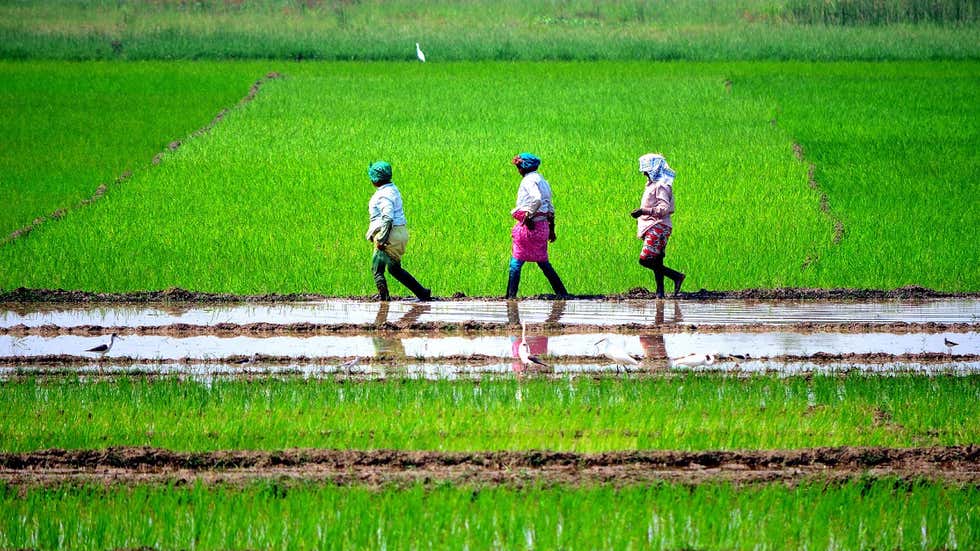 Featured image for "Throughout August, when the paddy crop needs sufficient water, large parts of Central India—known as the rice bowl states—have received deficient rainfall, sending worrying signals to their farmers."