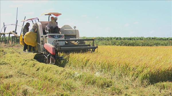 Featured image for "The export price of Vietnam’s 5% broken rice has fallen to US$385 per ton, down US$100 per ton against the same period last year and the lowest since February 2020, according to the Ministry of Agriculture and Rural Development. "