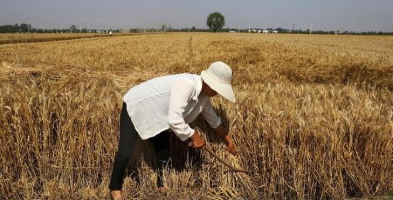 Featured image for "Asian wheat buyers are struggling to secure supplies as farmers in top exporting nations hold back sales following production cuts that have pushed global prices to multi-year highs, millers and traders said."