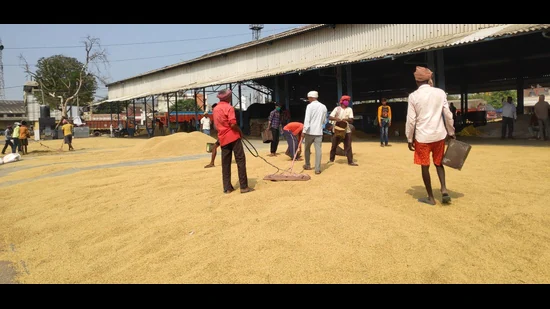 Featured image for "Arrival of paddy in the mandis of the northern districts of Haryana has begun with harvesting of the early varieties has started."