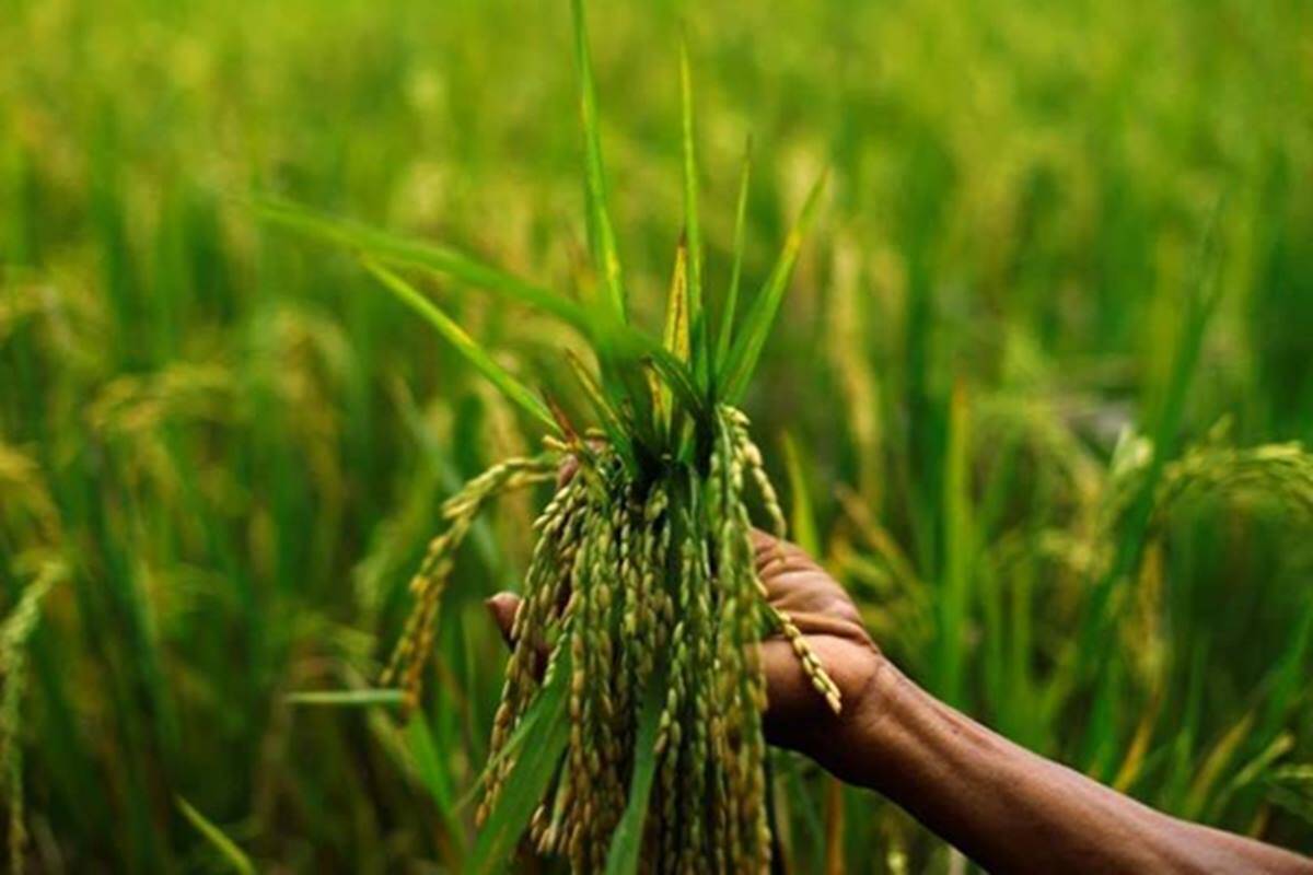 Featured image for "These requirements include rice criteria for distribution under the Targeted Public Distribution System (TPDS) and other welfare schemes, which are based on the unified rice specifications for Kharif Marketing Season (KMS) 2020-21."