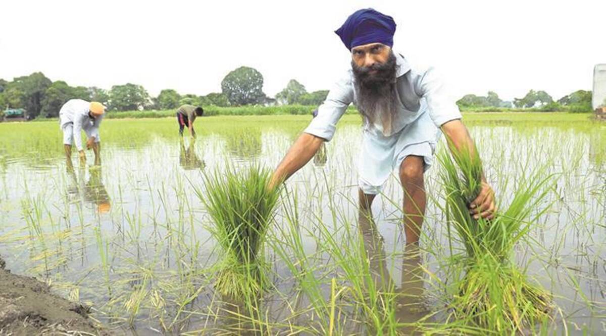Featured image for "Early variety of Basmati rice, PUSA 1509, has arrived in grain markets of Punjab and farmers are getting comparatively better prices during the opening days as compared to last year when the prices crashed by Rs 600 to Rs 1,000 per quintal."