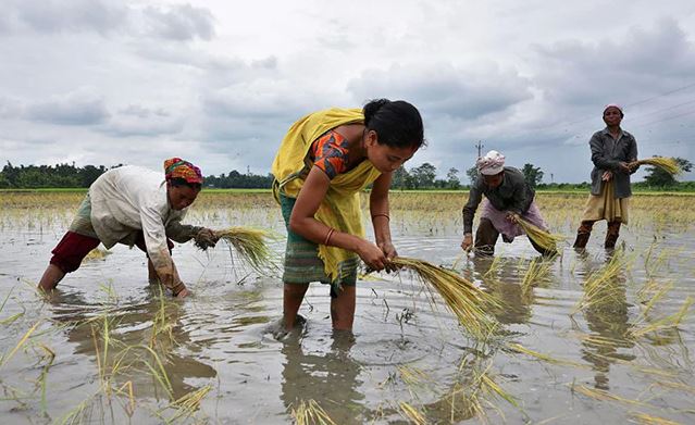 Featured image for "China has started importing Indian rice for the first time in at least three decades due to tightening supplies and an offer from India of sharply discounted prices, Indian industry officials told Reuters."