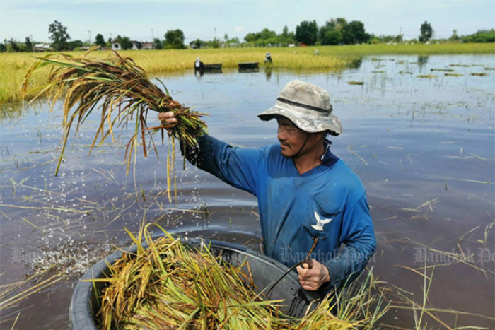 Featured image for "The cabinet on Tuesday approved a combined 141 billion baht to support an income guarantee scheme for rice and rubber farmers in the 2021-22 season. According to government spokesman Thanakorn"