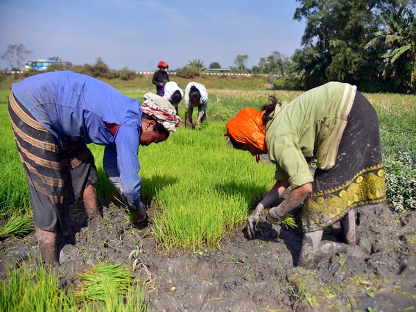 Featured image for "On the issue of Parboiled rice, Goyal said that the Food Corporation of India had enough stocks to meet the demand for four years and the MoU with the State clearly says that the Food Corporation of India’s purchase of rice for the central pool will depend on the demand in the rest of the country."