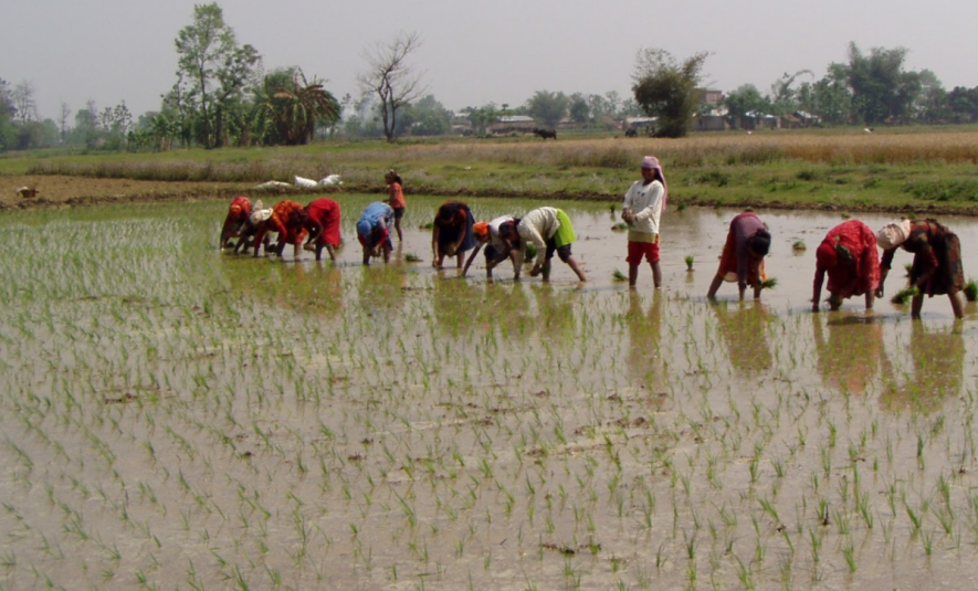 Featured image for "Bhola Singh and Suresh Tiwari, both paddy growing farmers of Rohtas district of Bihar, have been worried over slow paddy procurement by government agencies in the last 50 days."