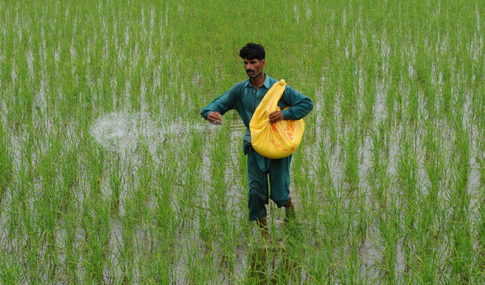 Featured image for "ISLAMABAD: Shahzad Ali Malik, chief executive officer of Guard Agri and Guard Group of Companies director, claimed that the growers of the basmati rice are likely to get the much-awaited hybrid seeds in the next two to three years."