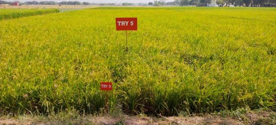 Featured image for "A new rice variety suitable for sodic soil conditions, developed by the Anbil Dharmalingam Agricultural College and Research Institute (ADACRI) at Navalur Kuttapattu in Tiruchi, has been released by the Tamil Nadu Agricultural University (TNAU)."