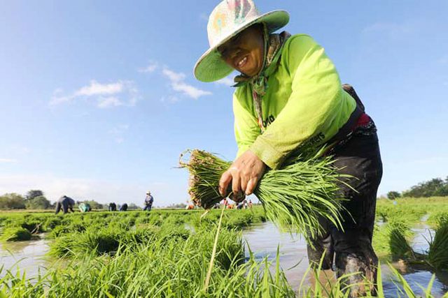 Featured image for "PRESIDENT Rodrigo R. Duterte has signed into law a bill authorizing direct monetary assistance to rice farmers, who are among the hardest-hit members of the industry as a result of"