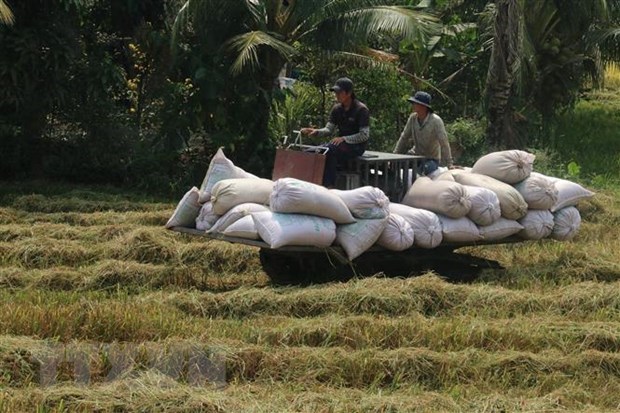 Featured image for "Vietnam’s rice output topped 43.86 million tonnes in 2021, up 1.1 million tonnes year-on-year, according to the Ministry of Agriculture and Rural Development."
