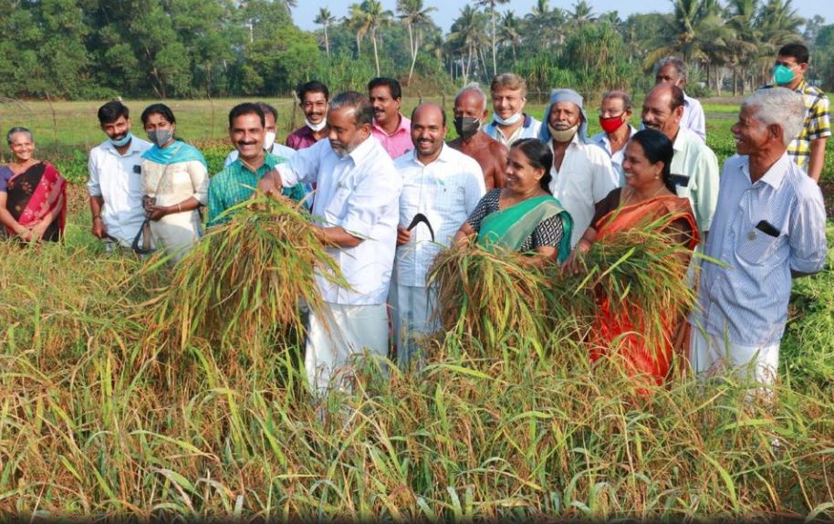 Featured image for "The Agriculture Department will contemplate setting up modern mini rice mills to process paddy harvested from upland fields in Kanjikuzhy and nearby areas."