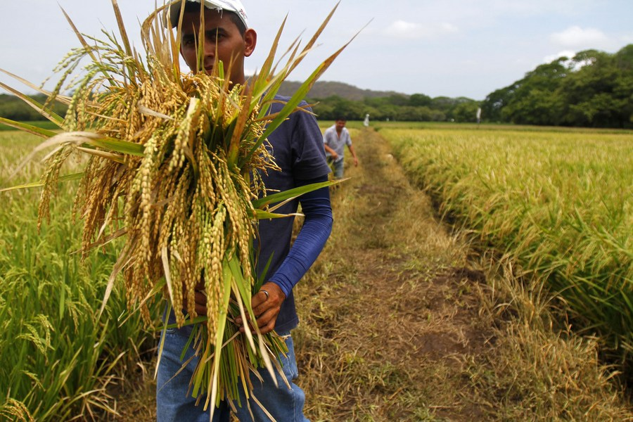 Featured image for "There’s good news about rice exports. And there is bad news as well.

In the first seven months of current fiscal year, ie between July 2021 and January 2022, the overall rice export earnings rose to about $1.287 billion from around $1.158 billion in the year-ago period. This, of course, is good news."