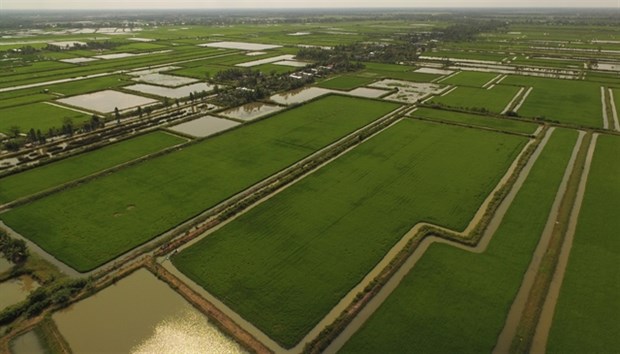 Featured image for "The Mekong Delta province of Ca Mau plans to convert this year nearly 2,000ha of unproductive rice paddies into fields where rice and aquatic species are rotated or perennial crops are grown."