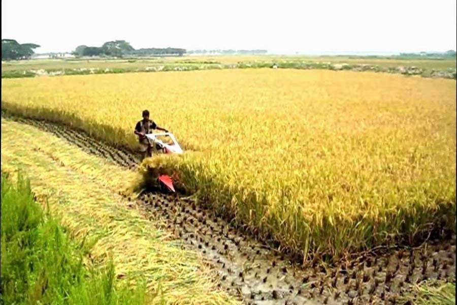 Featured image for "Rice has witnessed a further hike in the past two days, adding woes to the commoners who are already reeling from the skyrocketing trend of most commodities."