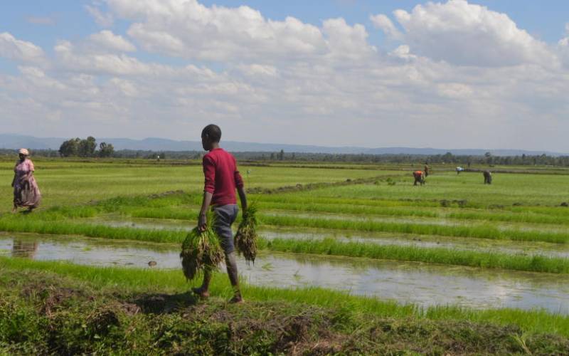 Featured image for "Rice farmers from the Mwea Irrigation Scheme have decried the increased cost of fertiliser and other farm inputs."