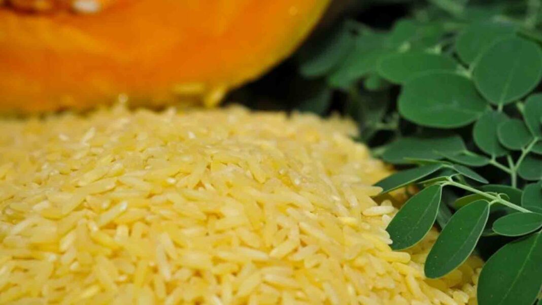 Featured image for "To utilize and promote biotechnology in the country, the Department of Agriculture (DA) on Wednesday said this year marks the start of massive production of Golden Rice seeds, particularly in the vitamin A-deficient provinces."