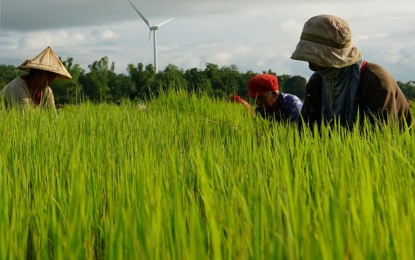 Featured image for "More Filipino farmers are now using hybrid rice seeds that produce higher profit compared to traditional rice seeds, a Department of Agriculture (DA) official said on Thursday."