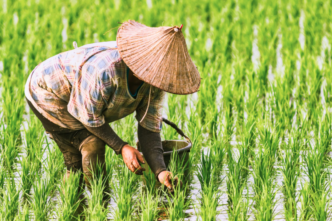 Featured image for "Thailand is forecast to export 8 million tonnes of rice in the 2021-22 marketing year, up 31% from the previous year, according to a Global Agricultural Information Network report from the Foreign Agricultural Service of the US Department of Agriculture (USDA)."