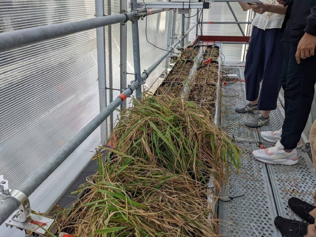 Featured image for "Growing rice in the traditional paddy field method takes a lot of water and area, and it is weather sensitive. Many individuals are therefore surprised to know that rice can be cultivated in Singapore."