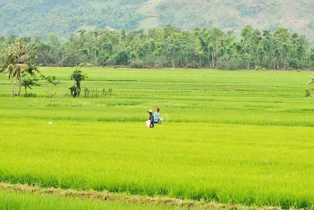 Featured image for "THE Department of Agriculture (DA) said it is preparing for any inflation fallout from the invasion of Ukraine by allocating more funds to fertilizer subsidies, while arranging for more financing to provincial local government units (LGUs) seeking to procure and stock up on rice."