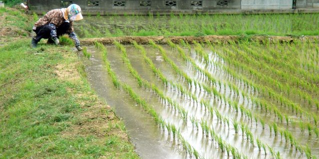 Featured image for "Adding animal diversity to rice paddy farms reduces weed pressure, increases food production, and makes fertilizer use more efficient, according to a study published late last month in the journal eLife."