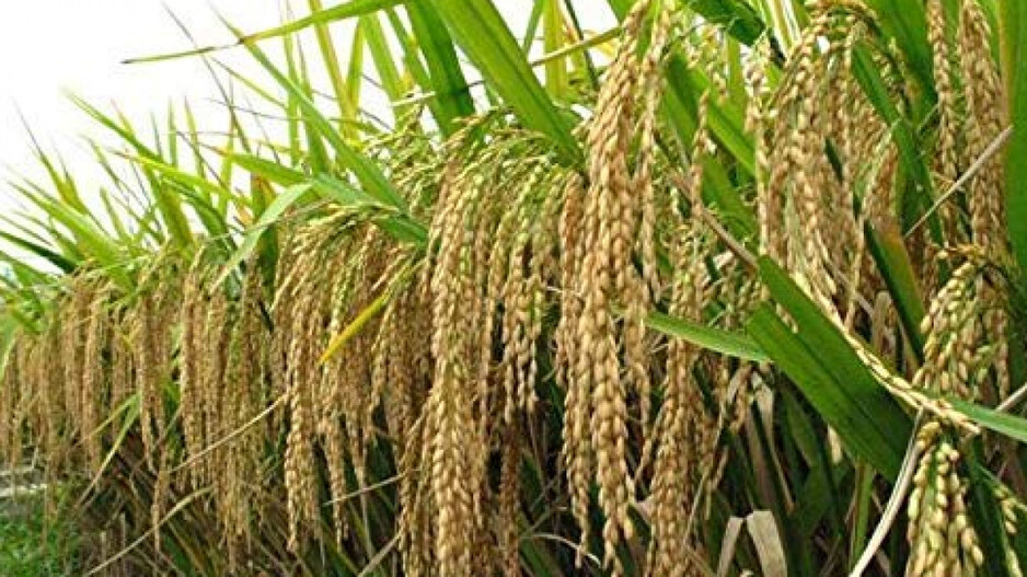 Featured image for "The Odisha government is aiming at boosting exports of non-Basmati aromatic rice to open new avenues of income for paddy farmers, an official release said on Monday."