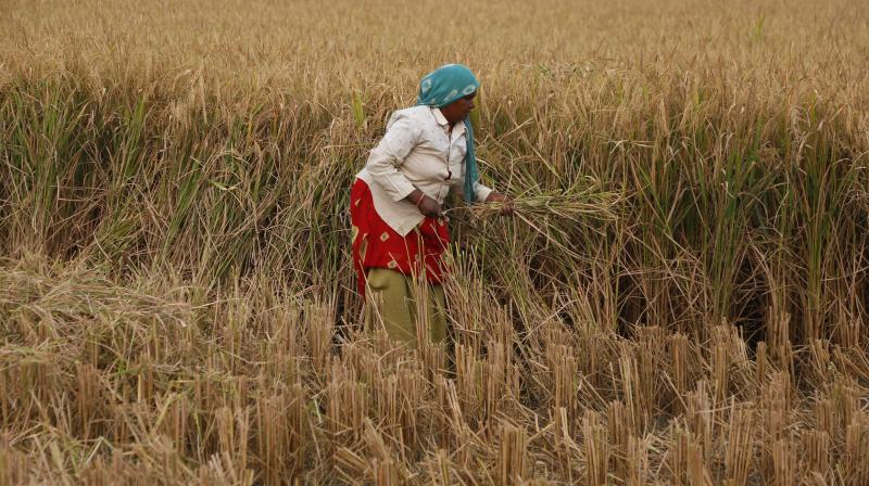 Featured image for "The state government expects a harvest of 70 lakh metric tonnes of paddy in the ongoing season despite the ‘no paddy in rabi’ policy it had announced in November. "