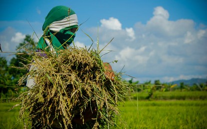 Featured image for "The Rice Competitiveness Enhancement Fund (RCEF) contributed largely to the Philippines’ food security amid the Covid-19 pandemic, an official of the Department of Agriculture (DA) said Thursday."