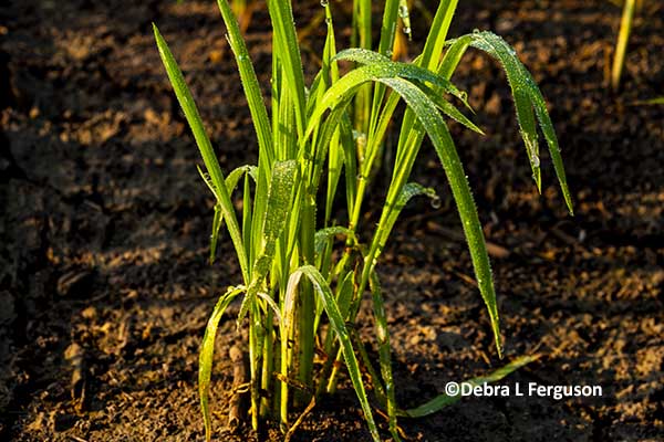 Featured image for "The global rice market has been surprisingly consistent since the turn of the year. As it relates to the US, the supply-driven market could be upgraded from sideways to bullish, as long as we are looking at it with cautious optimism. "