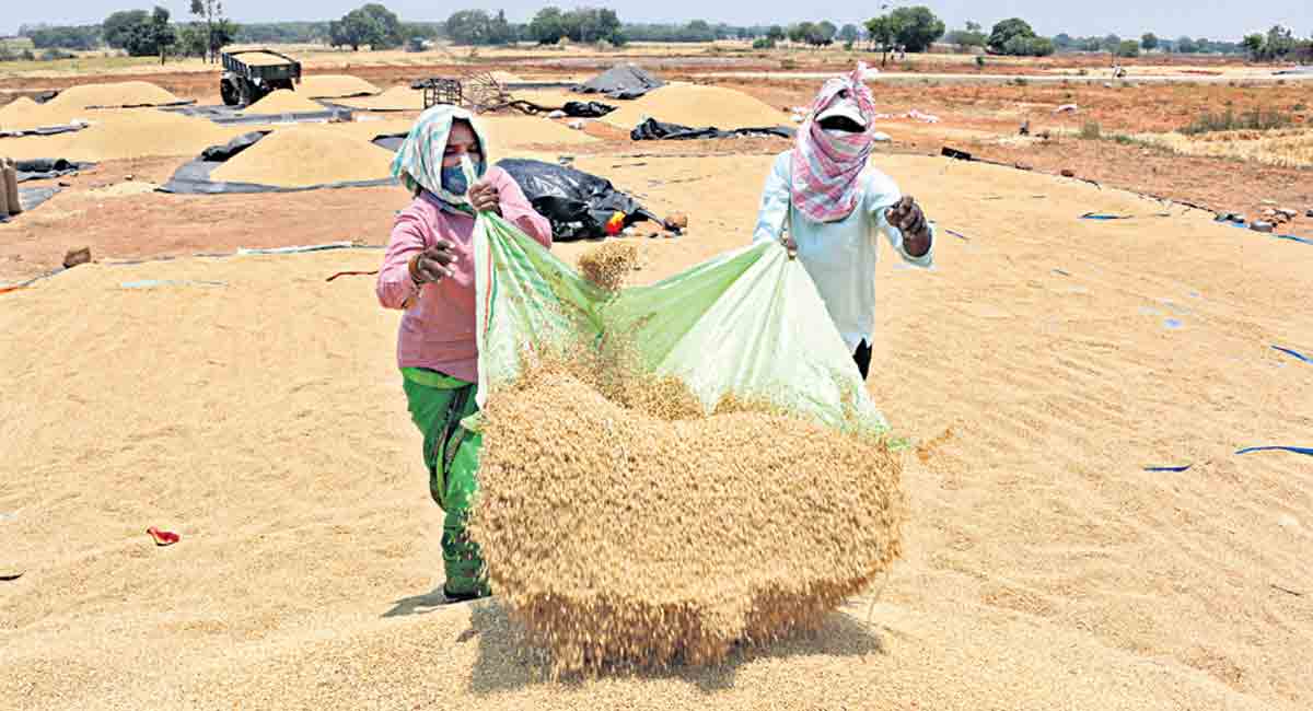 Featured image for "The union government’s stubborn attitude in refusing to procure the Yasangi paddy harvest from Telangana can only mean two things – that it stands completely exposed in understanding the global market needs or it is guilty of wilful rejection of the State’s genuine pleas."