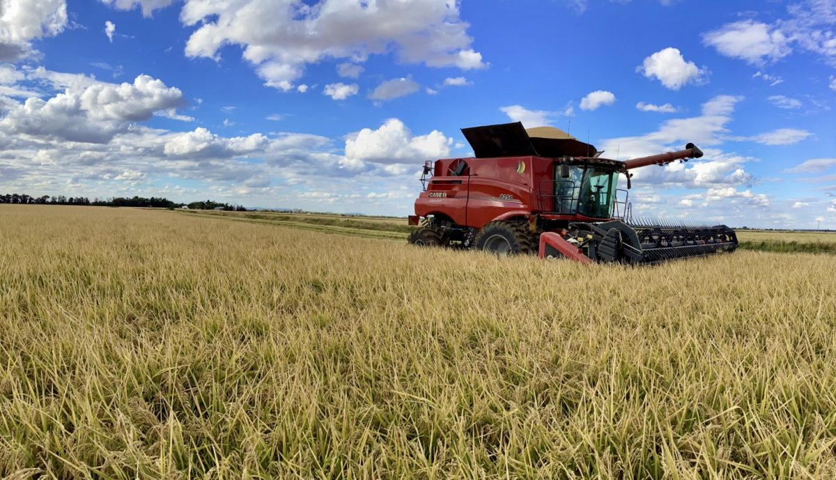 Featured image for "THANKS to consistent rainfall and well-timed warm temperatures, the New South Wales rice crop is set to be the largest in five years, with the industry predicting 600,000-650,000 tonnes to be received into storages by the end of May."