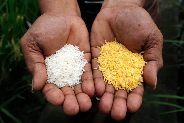 Featured image for "Farmer-scientist group Magsasaka at Siyentipiko para sa Pag-unlad ng Agrikultura (MASIPAG) slammed agriculture secretary William Dar for “railroading” golden rice (GR) distribution in the Philippines."