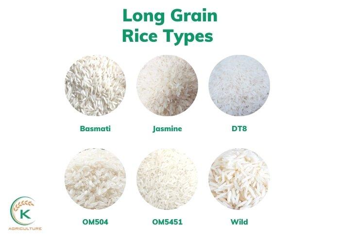 Featured image for "In the rice export industry, the rice industry with the largest market share is various long grain rice types wholesale. To start a wholesale rice business, learn about different long-grain"
