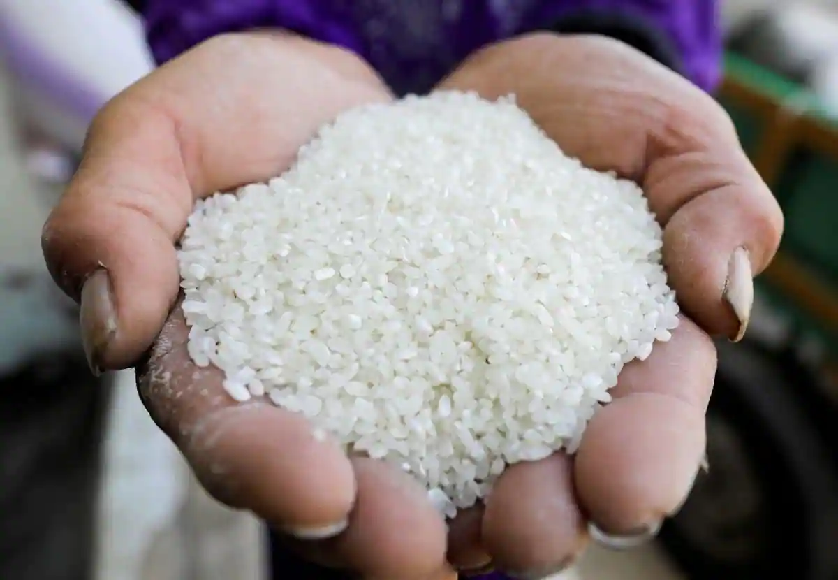 Featured image for "The government had on September 8 banned the export of broken rice and imposed a 20 per cent export duty on non-basmati rice except for parboiled rice to boost domestic"