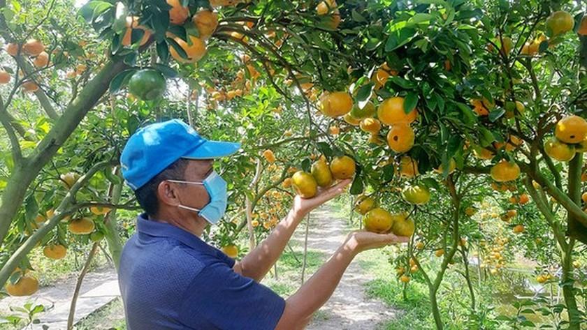 Featured image for "Growing area codes facilitate the control of product quality while ensuring the origin traceability of agricultural products, they said. Hoang Trung, Director of the Plant Protection Department under the Ministry"