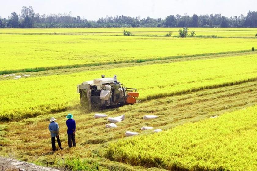 Featured image for "The Vietnam Food Association reported that the asking price of five percent broken rice is at US$428 per ton and the price of 25 percent broken rice is US$406 per"