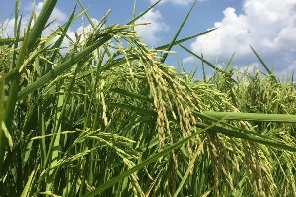 Featured image for "The outlook for 2022/23 U.S. rice this month is for slightly increased supplies, unchanged domestic use, lower exports, and larger ending stocks. Supplies are raised slightly as the NASS October"