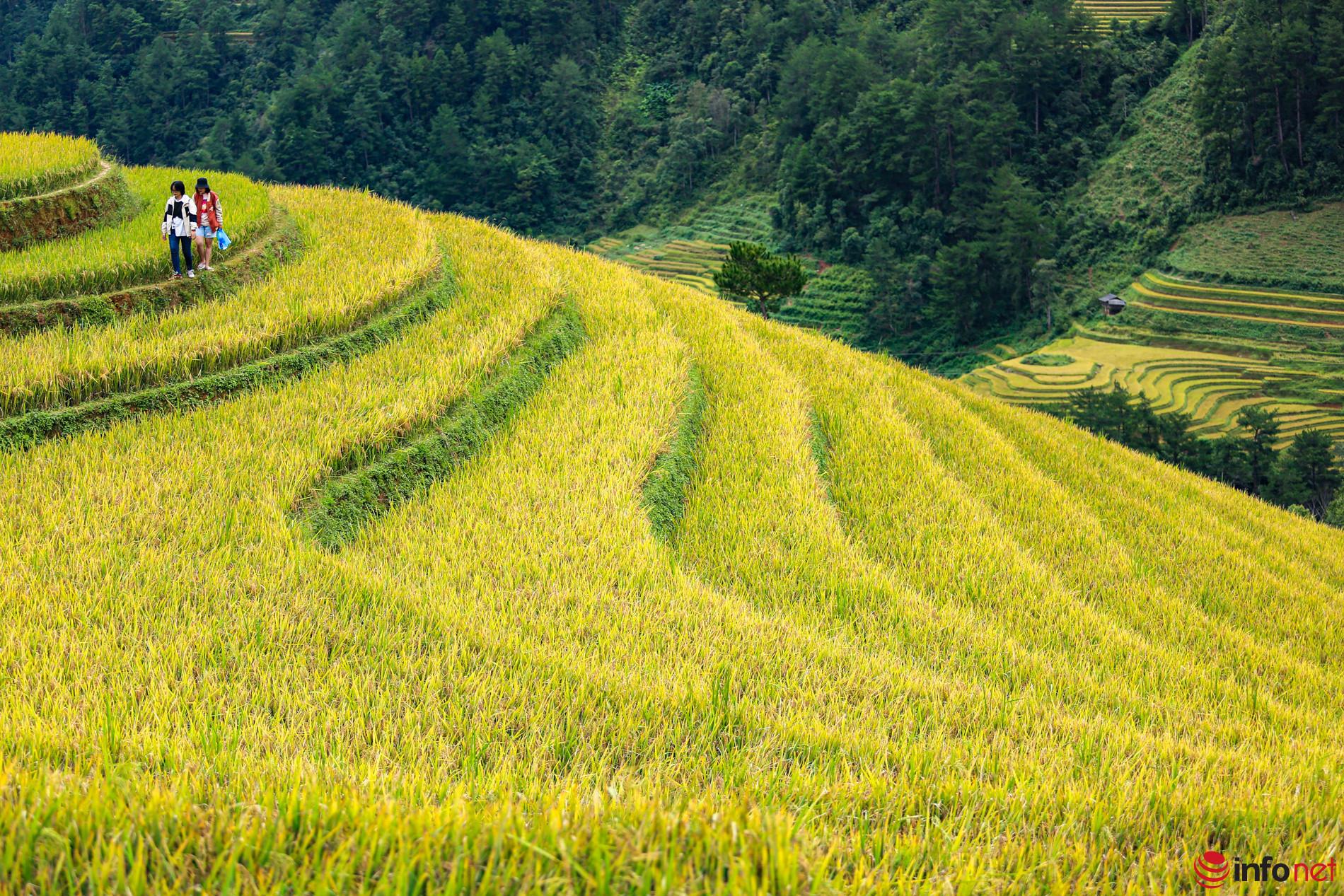 Featured image for "The hills in La Pan Tan of Mu Cang Chai district of the northern mountainous province of Yen Bai have long been known as attractive tourist destinations with unique terraced"