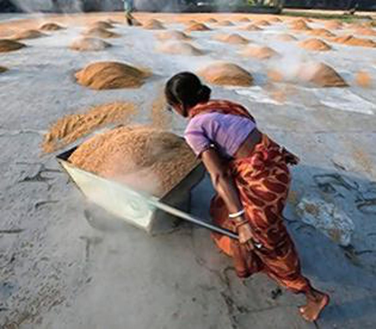 Featured image for "Customs officials seeking 20% duty payment, classifying commodity as raw rice based on appearance; association demurs Almost 1,000 tonnes of parboiled rice – which is used to make idlis –"